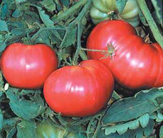 Aunt Ginny's heirloom tomato Tomato Aunt Ginny's - heirloom tomatoes