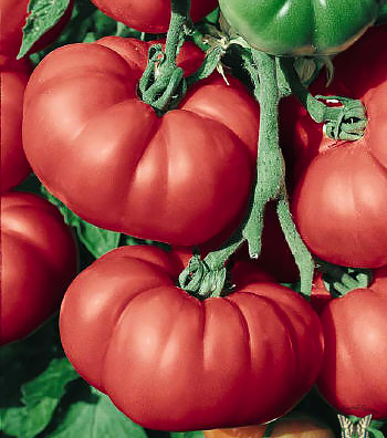 Aussie heirloom tomato