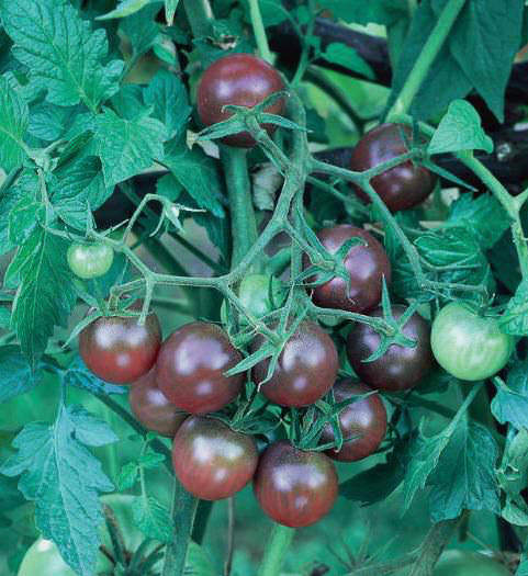 Black Cherry cherry tomato Tomato Black Cherry - cherry tomato seeds