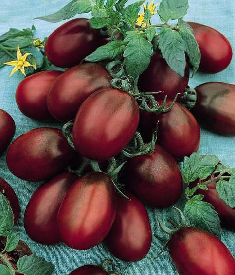 Tomato Black Plum - heirloom tomatoes