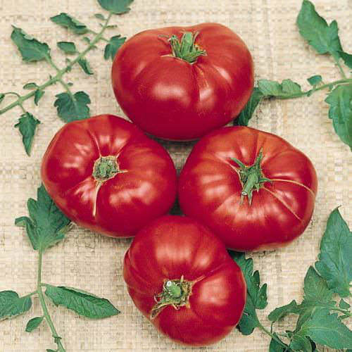 Box Car Willie heirloom tomato Tomato Box Car Willie - heirloom tomatoes