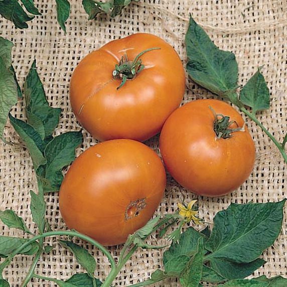 Brandywine Yellow heirloom tomato Tomato Brandywine Yellow - heirloom tomatoes