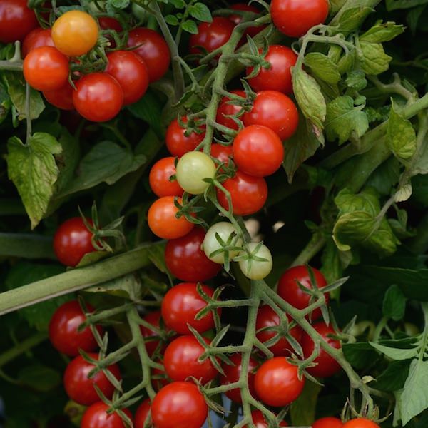 Tomato Candyland Red - cherry tomatoes
