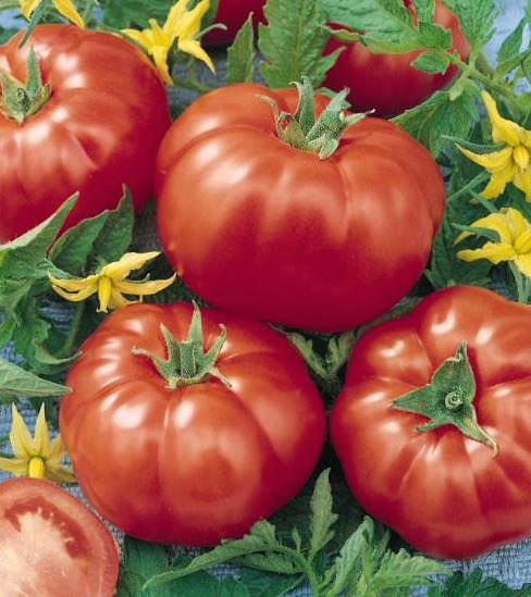 Caspian Pink heirloom tomato Tomato Caspian Pink - heirloom tomatoes