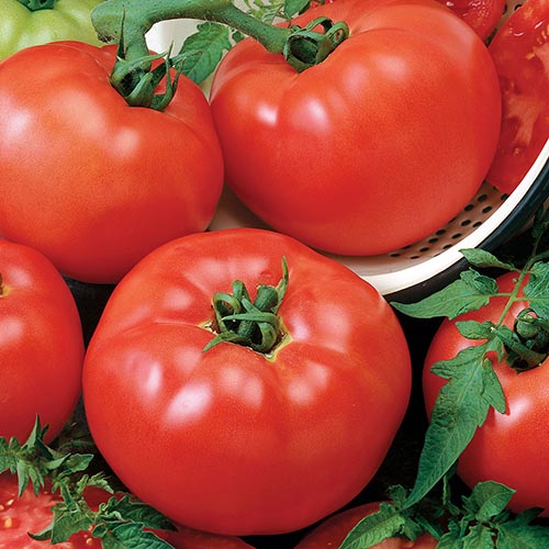 Tomato Chefs Choice Red Thumb