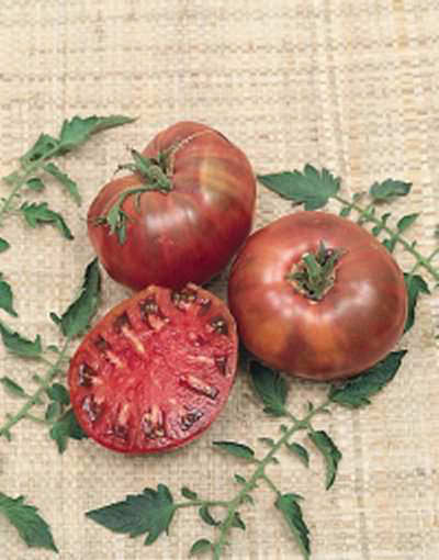 Tomato Cherokee Purple - heirloom tomatoes