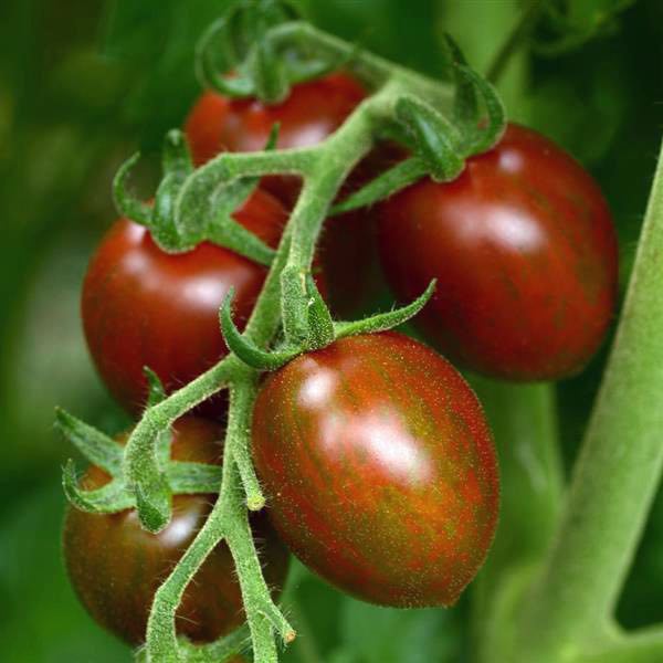 Chocolate Sprinkles cherry tomato Tomato Chocolate Sprinkles - cherry tomatoes