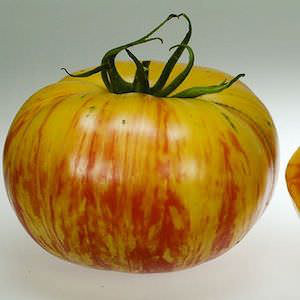 Copia heirloom tomato Tomato Copia - heirloom tomatoes