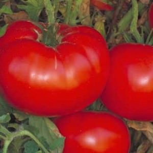 Tomato Delicious - heirloom tomatoes