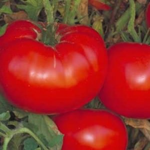 Delicious heirloom tomato Tomato Delicious - heirloom tomatoes