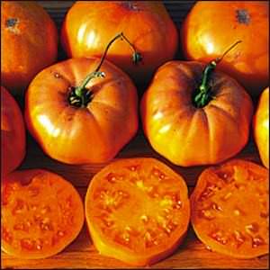 Dr. Wyche's Yellow heirloom tomato Tomato Dr. Wyche's Yellow Beefsteak - heirloom tomatoes