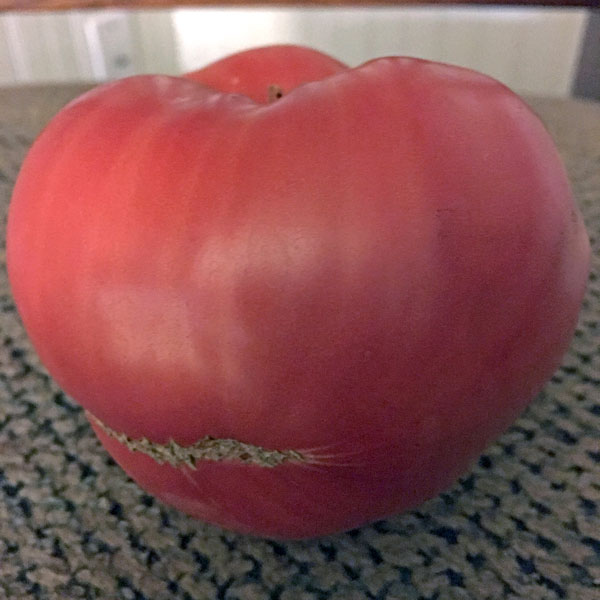 German Giant heirloom tomato German Giant heirloom tomato seeds