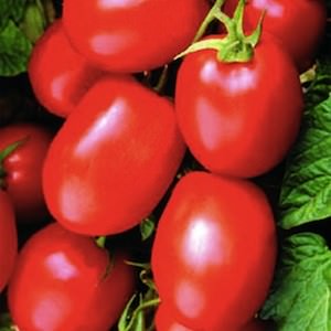 Tomato Health Kick - high levels of antioxidant lycopene