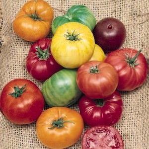 heirloom tomato Tomato Lynn's Beefsteak Mix - heirloom tomatoes