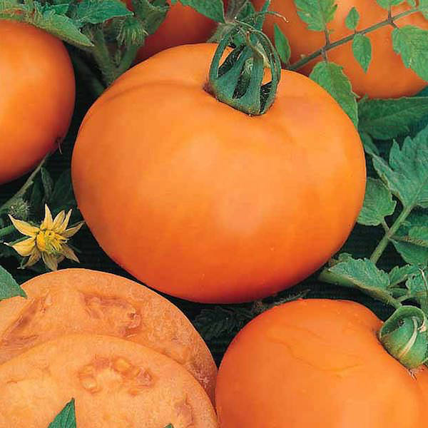 Tomato Persimmon - heirloom tomatoes