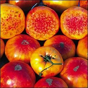 Tomato Hillbilly - heirloom tomatoes