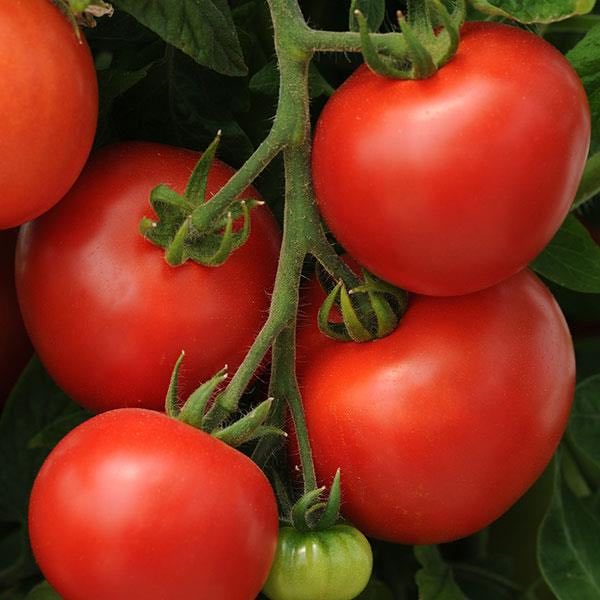 Homeslice tomato Tomato Homeslice