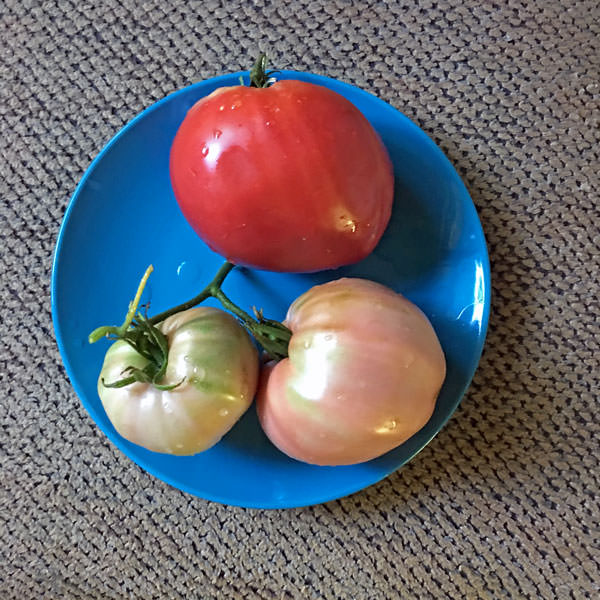 Kosovo heirloom tomato seeds