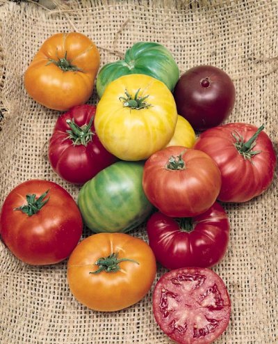 Tomato Lynn's Beefsteak Mix - heirloom tomatoes