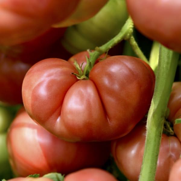 Heirloom Marriage Big Brandy tomato Tomato Heirloom Marriage Big Brandy