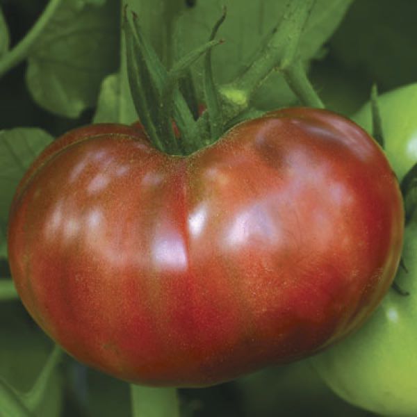 Tomato Heirloom Marriage Cherokee Carbon