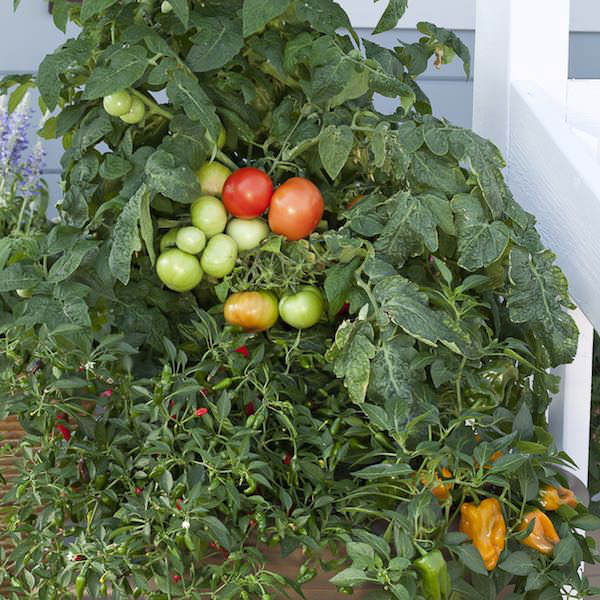 Mega Bite patio tomato Tomato Mega Bite - patio tomatoes