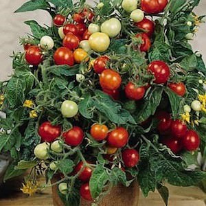 Micro Tom cherry tomato Tomato Micro Tom - cherry tomatoes