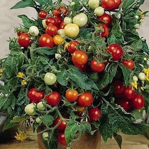 Tomato Micro Tom - cherry tomatoes