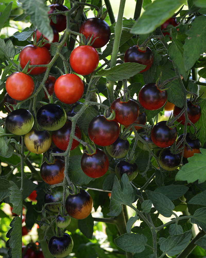 Midnight Snack cherry tomato Midnight Snack cherry tomato