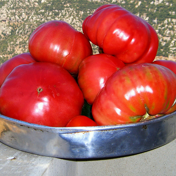 Tomato Omar's Lebanese - heirloom tomatoes