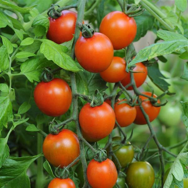 Orange Zinger cherry tomato