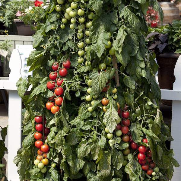 Cherry tomato, Pink Charmer - vegetable seeds