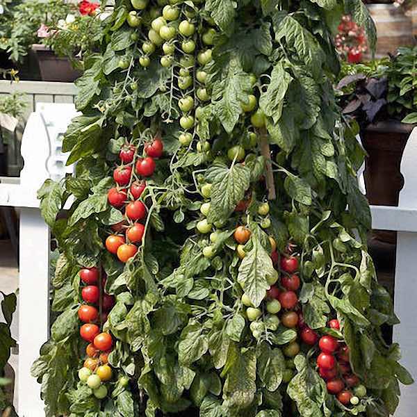 Pink Charmer cherry tomato Tomato Pink Charmer - cherry tomatoes
