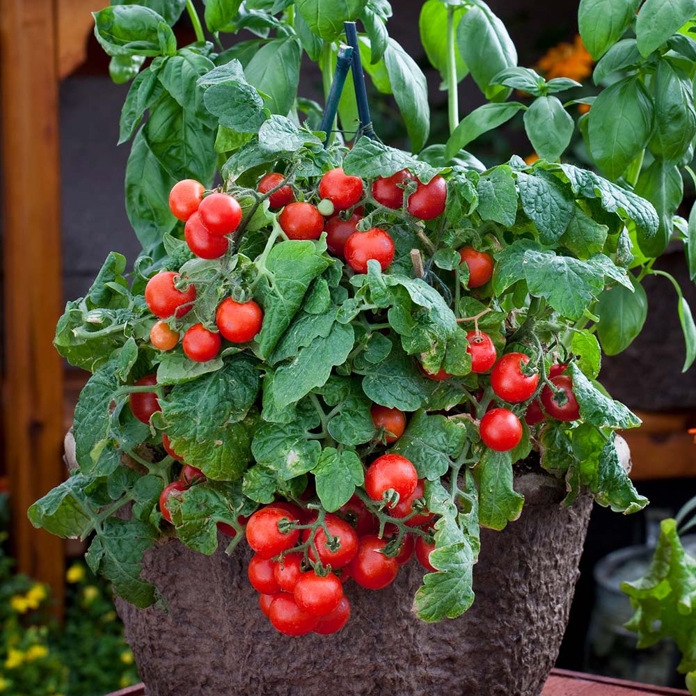 Tomato Red Robin Tomato Red Robin