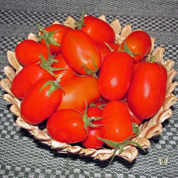 Roma tomato Tomato Roma - paste of fresh