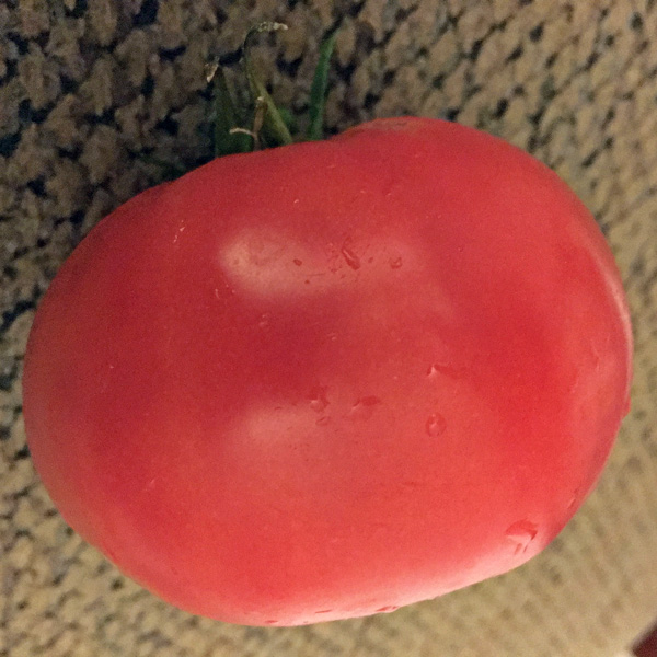Royal Hillbilly heirloom tomato seeds
