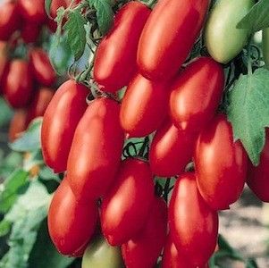 San Marzano tomato Tomato San Marzano - sauce, paste
