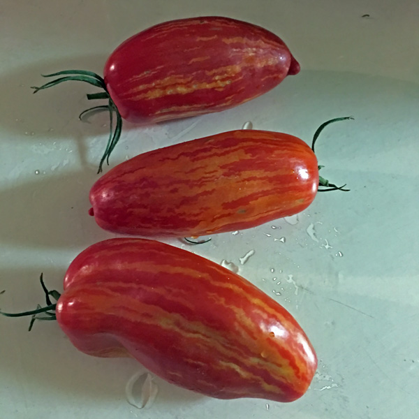 Speckled Roman heirloom tomato seeds