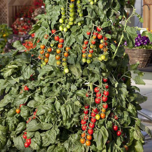 Cherry tomato, Sugar Gloss - vegetable seeds