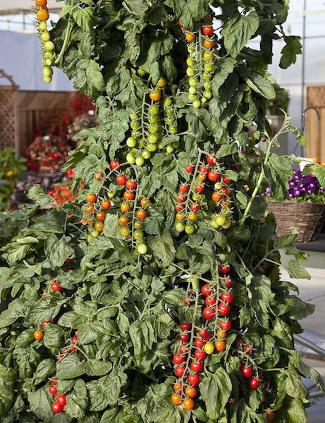 Tomato Sugar Gloss - currant tomatoes