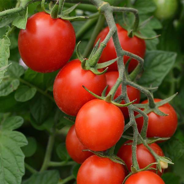 Sugar Rush cherry tomato Tomato Sugar Rush - cherry tomatoes