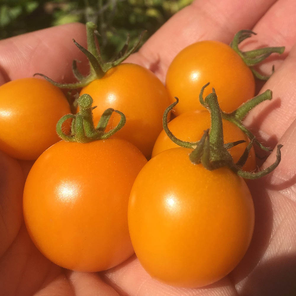 Tomato Sun Gold