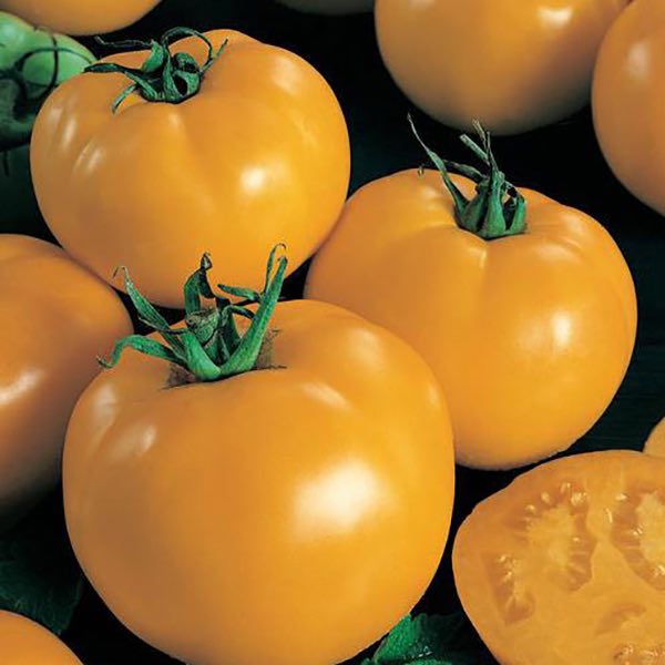 Sunny Boy tomato Tomato Sunny Boy