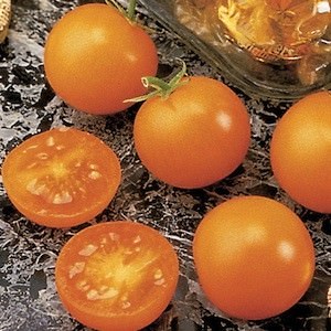 Tomato Sunsugar - cherry tomatoes