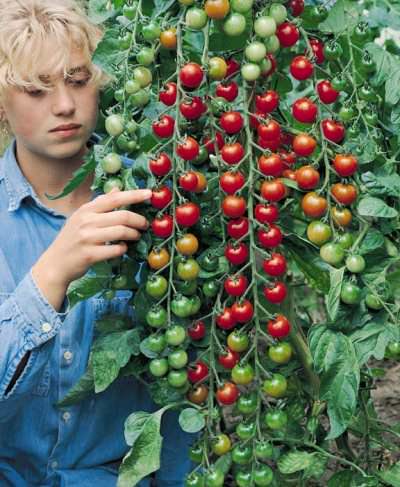 Super Sweet 100 cherry tomato Tomato Super Sweet 100 - cherry tomatoes