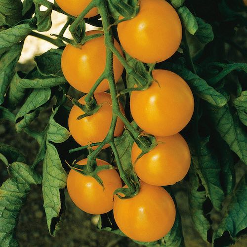 Sweet Gold cherry tomato