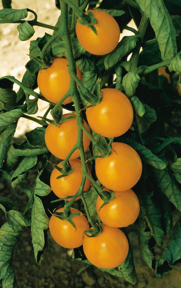 Tomato Sweet Gold - cherry tomatoes