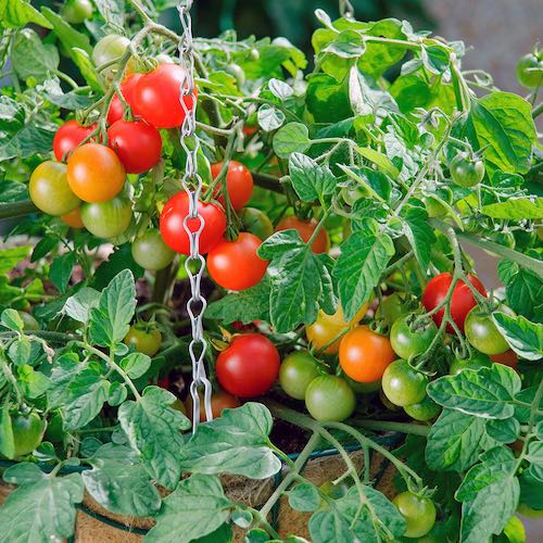 Cherry Tomato Varieties Chart