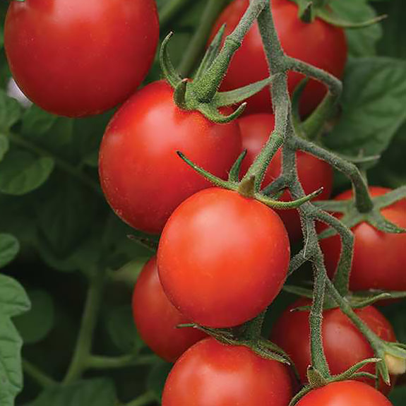 Tidy Treats cherry tomato