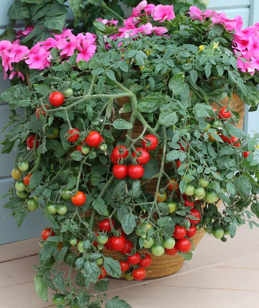 Cherry Tomato Seeds 14 Top Cherry Tomatoes Vegetable Seeds